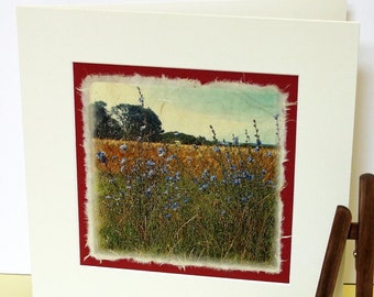 Photo, picture, greeting card, printed on handmade paper with passe-partout, landscape, cornflowers