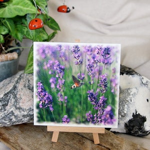 Photo lavender 13x13cm image 1