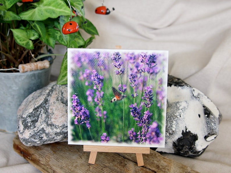 Photo lavender 13x13cm image 1