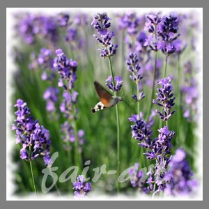 Photo lavender 13x13cm image 4