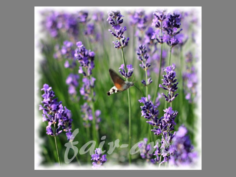 Photo lavender 13x13cm image 4