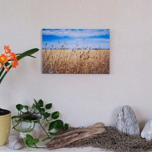 Photographie, Kunstdruck Spätsommertag am Feldwegrand, Druck auf Leinwand oder FineArt Fotopapieren Bild 3