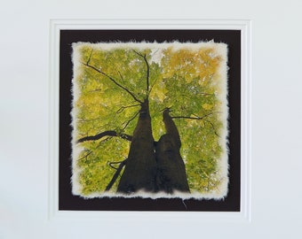 Photo on handmade paper with (framing) "Crown Jewels" No. 02