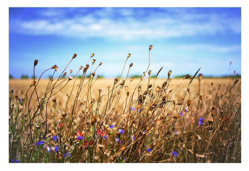 Photographie, Kunstdruck Spätsommertag am Feldwegrand, Druck auf Leinwand oder FineArt Fotopapieren Bild 7