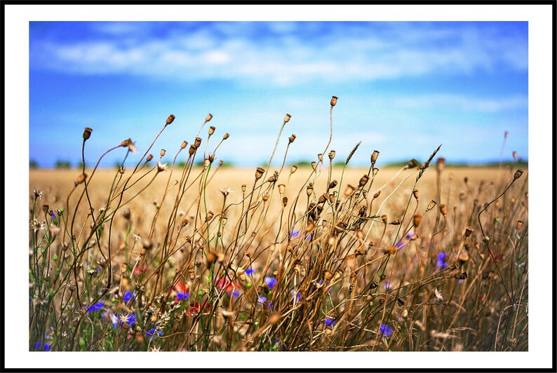 Photographie, Kunstdruck Spätsommertag am Feldwegrand, Druck auf Leinwand oder FineArt Fotopapieren Bild 8