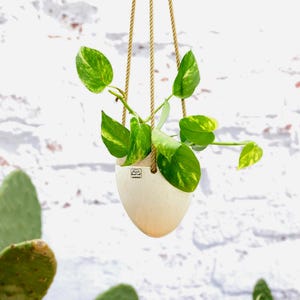 Hanging basket, vase