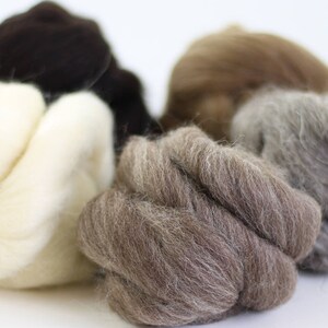 May include: Close-up of four different colors of wool roving: white, brown, light brown, and gray. The wool is soft and fluffy, perfect for felting or spinning.