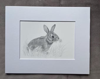 Cottontail Rabbit, print of graphite drawing, bunny art, gift for rabbit lover