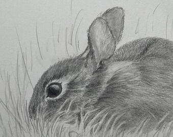 Original drawing, Cottontail rabbit, bunny drawing