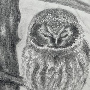 Original drawing, Boreal Owl, wildlife drawing