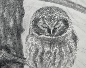 Original drawing, Boreal Owl, wildlife drawing