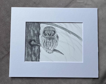 Boreal Owl, print of graphite drawing, wildlife art, owl lover gift