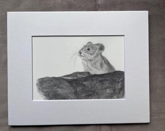 American Pika, print of graphite drawing, wildlife art