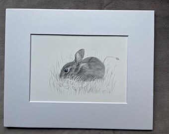 Cottontail Rabbit, print of graphite drawing, bunny art
