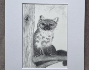 American Pine Marten, print of graphite drawing, wildlife art