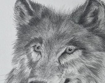 Original drawing, gray wolf portrait, wildlife drawing