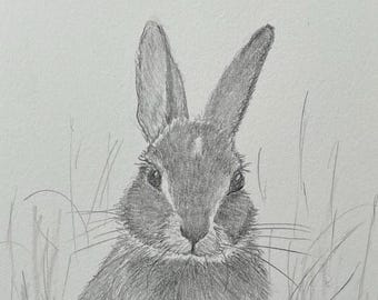 Original drawing, Cottontail rabbit, bunny art