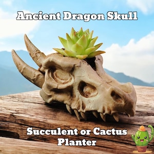 May include: An ancient dragon skull planter, made of a beige material, holds a green succulent. The planter has large horns and detailed bone features. The text "Ancient Dragon Skull" and "Succulent or Cactus Planter" are displayed.