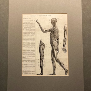 framed anatomical image of the human body muscular system