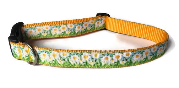 daisy dog accessories
