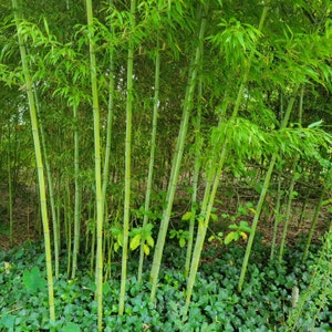 1.5&quot; Dried Bamboo Poles Untreated FREE SHIPPING