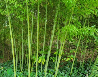 1" Dried Bamboo Poles, Untreated for Crafts & Reptile Enclosures