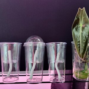 May include: Four clear plastic cups with white wicks and water, one with a clear lid. A large green leaf is in the fourth cup. The cups are on a shelf with a pink and black background. The cups are for plant propagation.