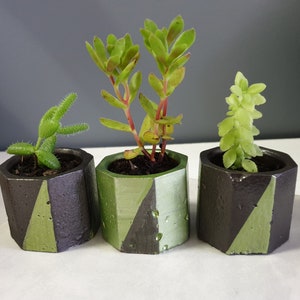 May include: Three small succulent plants in hexagonal concrete pots. The pots are painted with a two-tone design of green and dark grey. The plants have varying shades of green foliage.