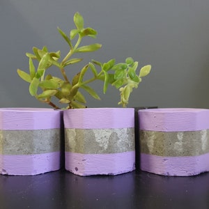 May include: Three hexagonal concrete planters with a lavender top and bottom band and a grey centre band. A green succulent plant is planted in the centre planter. The planters are on a black surface.