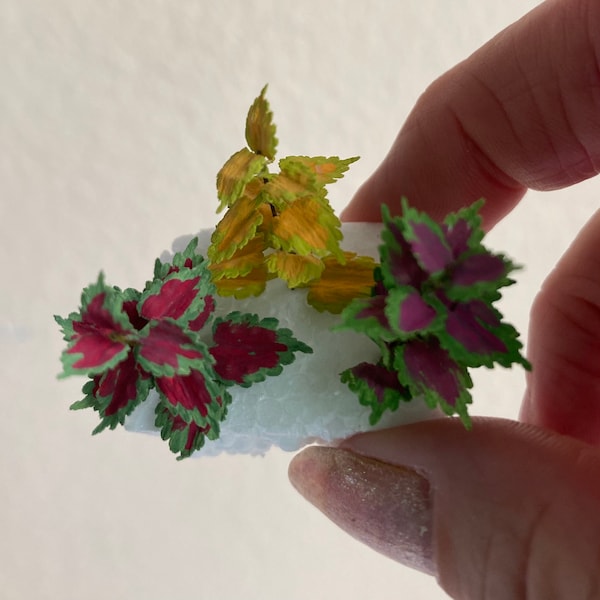 Coleus plants, miniature - 1:12 scale