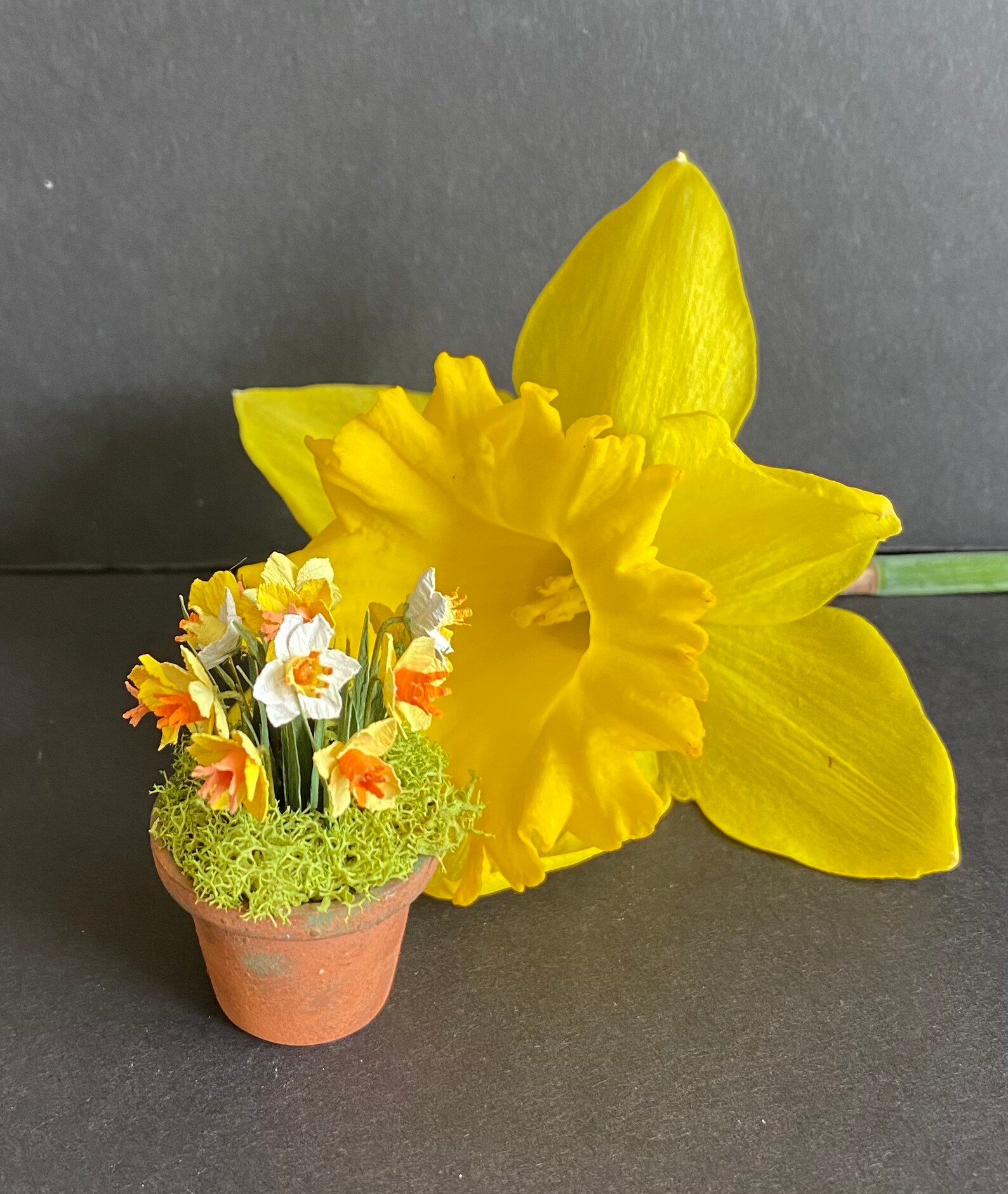 Pot of miniature daffodils Etsy