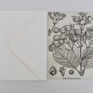 Reproduction Print of Antique Botanical Engraving on Luxe Postcard & Envelope - FREE GIFT