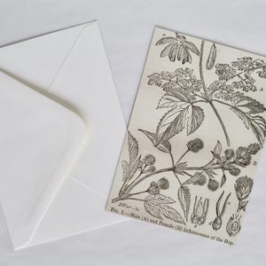 Reproduction Print of Antique Botanical Engraving on Luxe Postcard & Envelope - FREE GIFT
