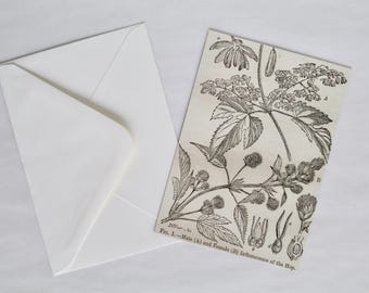 Reproduction Print of Antique Botanical Engraving on Luxe Postcard & Envelope - FREE GIFT