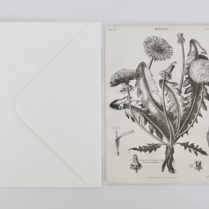 Reproduction Print of Antique Botanical Engraving on Luxe Postcard & Envelope - FREE GIFT