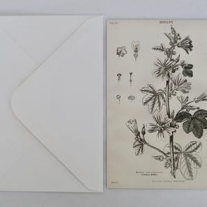 Reproduction Print of Antique Botanical Engraving on Luxe Postcard & Envelope - FREE GIFT
