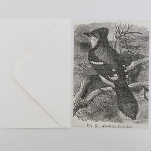 Reproduction Print of Antique Botanical Engraving on Luxe Postcard & Envelope - FREE GIFT