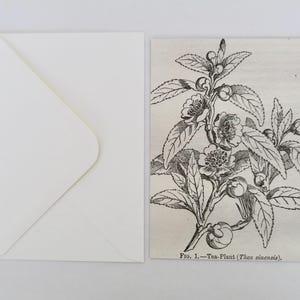 Riproduzione di stampa di incisione botanica antica su cartolina di lusso e busta - REGALO GRATUITO