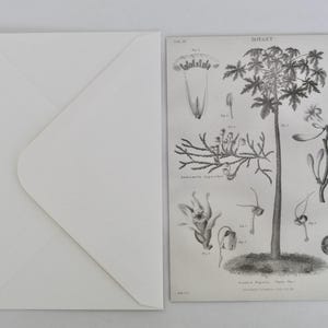 Reproduction Print of Antique Botanical Engraving on Luxe Postcard & Envelope - FREE GIFT