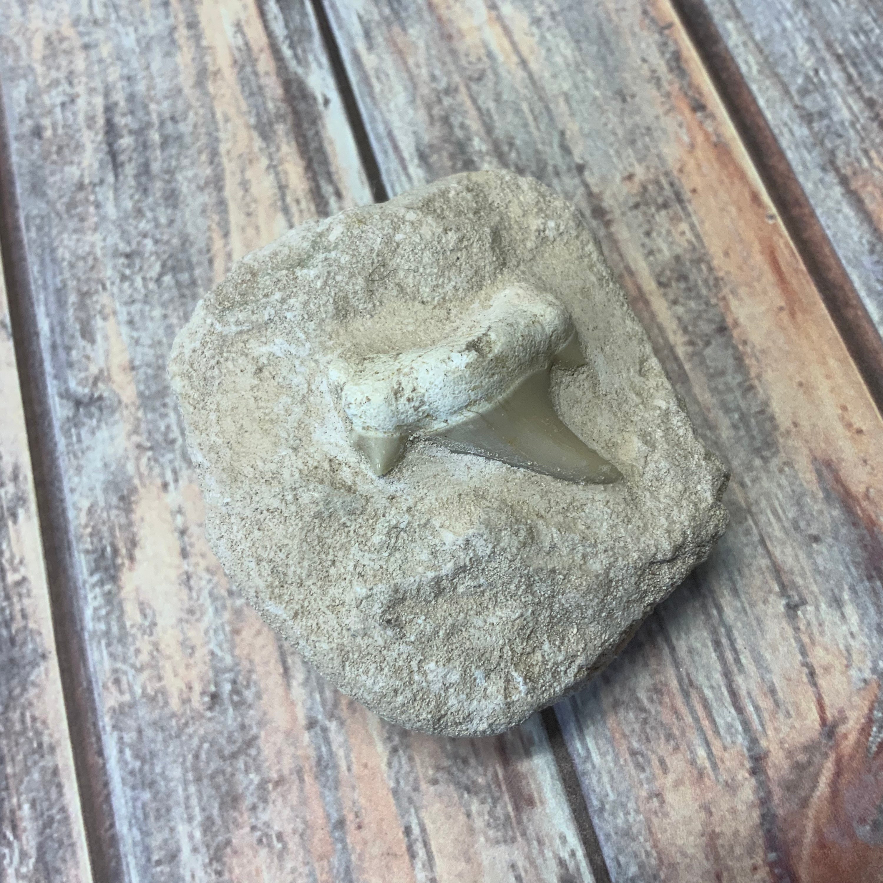 フロリダで発見された古代のサメの歯の化石 - Etsy 日本