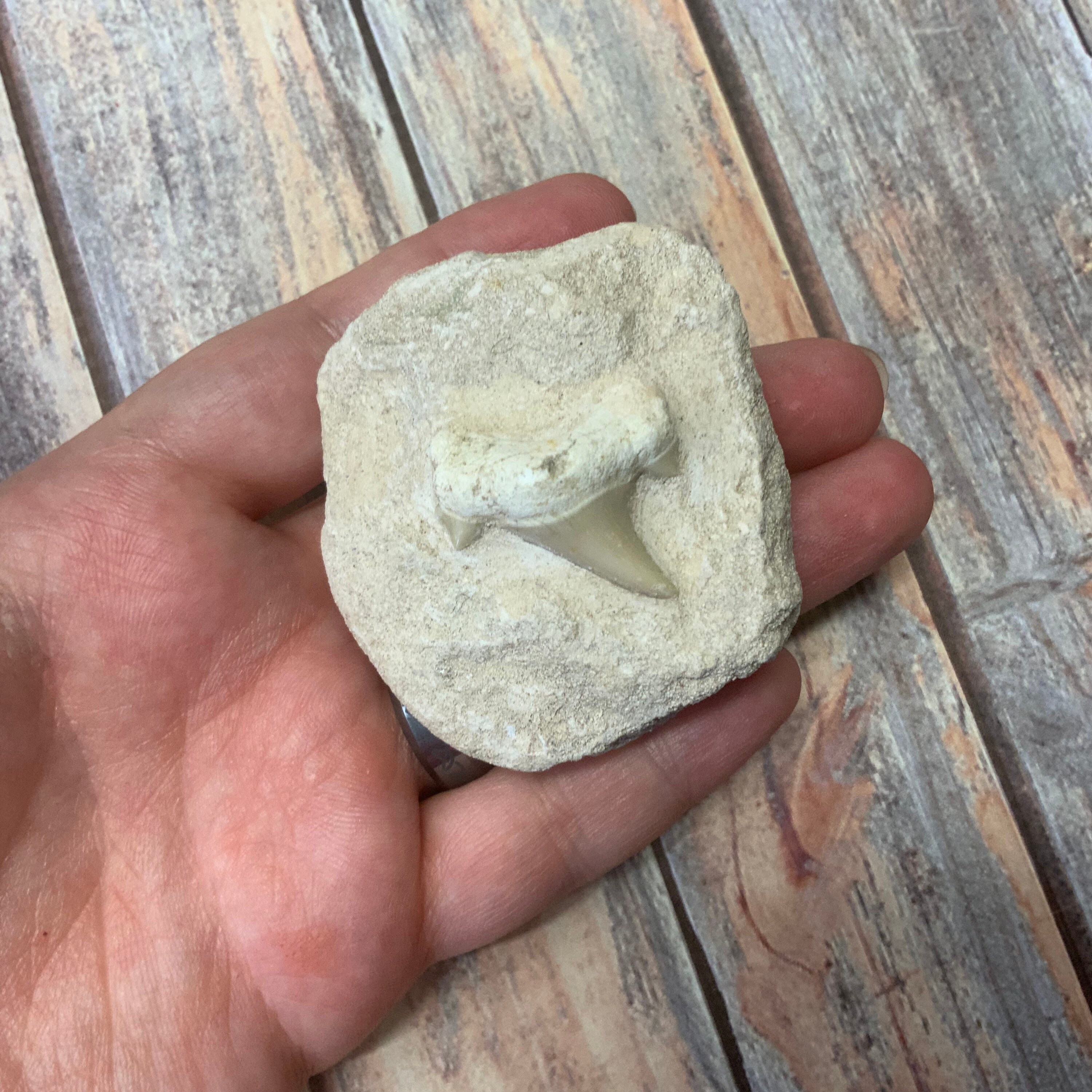 フロリダで発見された古代のサメの歯の化石 - Etsy 日本