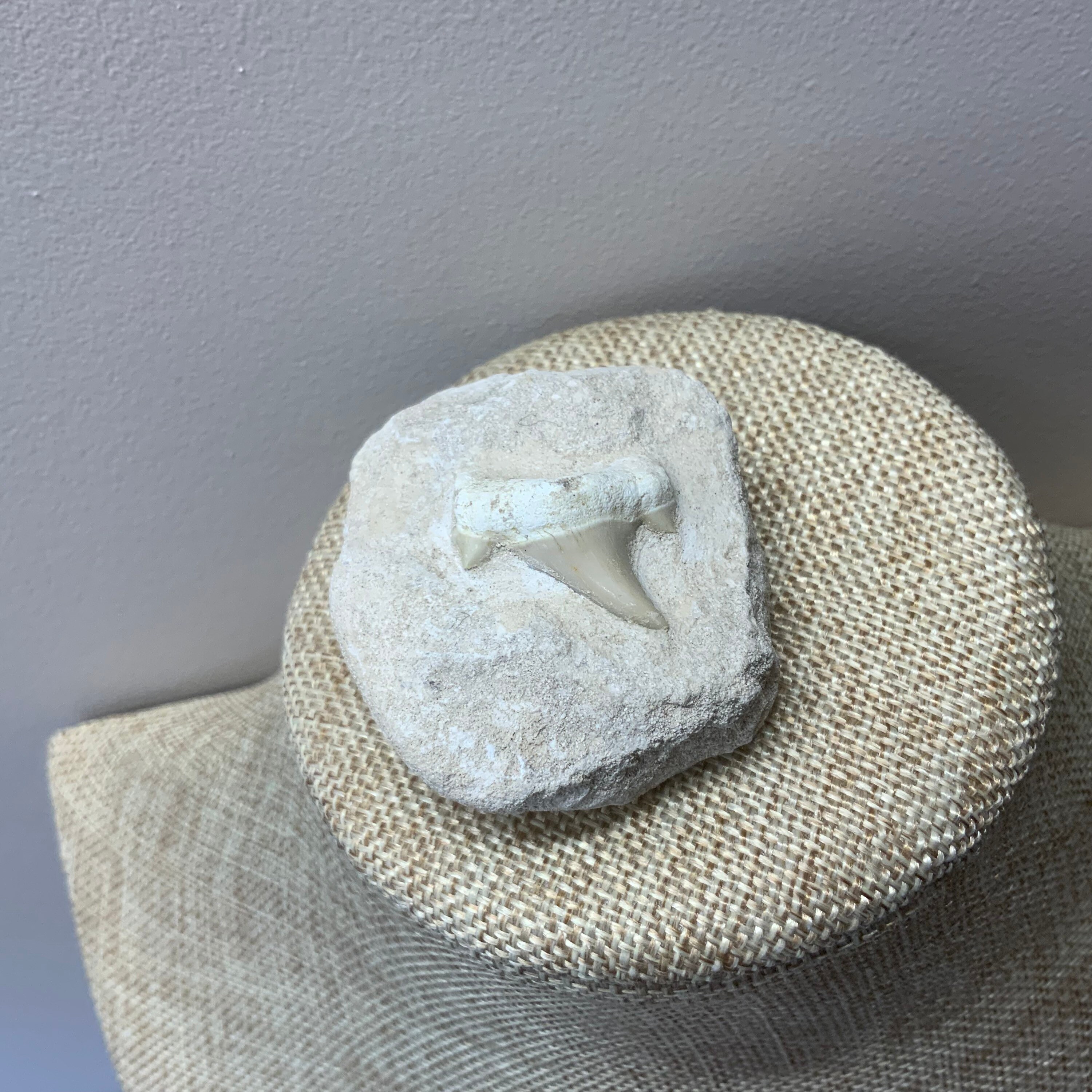 フロリダで発見された古代のサメの歯の化石 - Etsy 日本