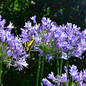 A Swallowtail Butterfly Among the Lilies, Lily of the Nile flowers for cheerful Vibrant Home Decor