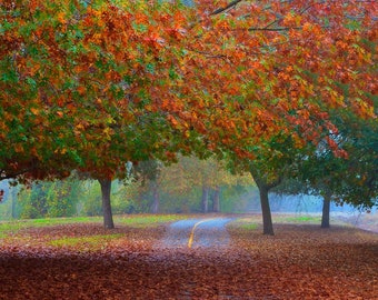 Fall Trees Fiery Autumn Wall Art, Fall Decor, Fall Leaves Trees, Red Orange Trees, Fall Foliage, Large Wall Art, 20 x 30 Forever print