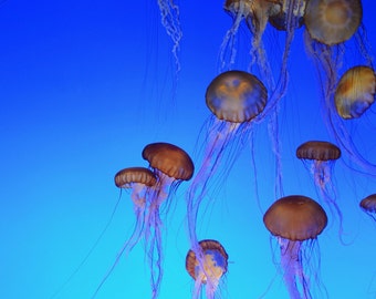 Jellyfish in the Deep Blue Sea, Vibrant Color Instant download, National Geographic Favorite, Floating Jellyfish Wall Art, Digital download