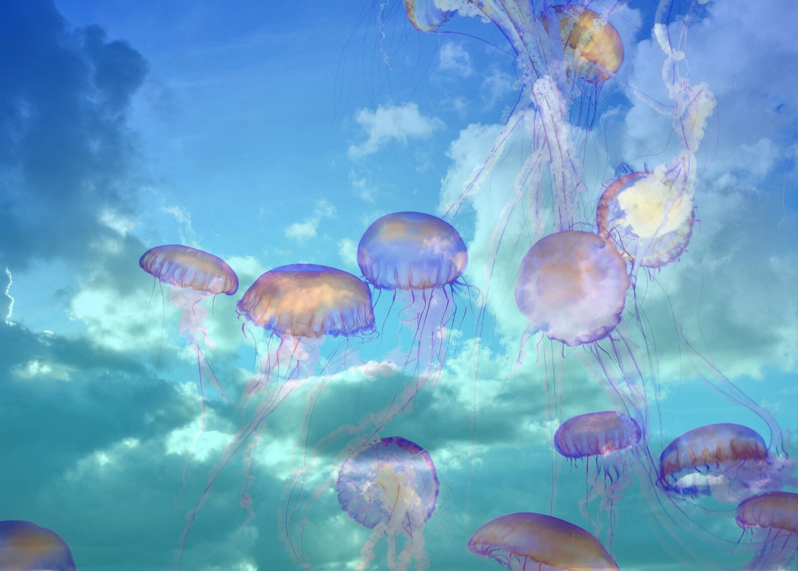 Jellyfish Dream Sky Art Kwallen in de wolken drijvende Etsy
