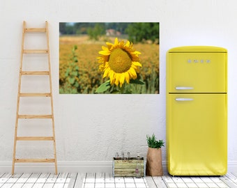 Yellow Sunflower Color Photo in a Field of Sunflowers, Nature Home Decor - Photography Fine Art Print - Large Wall Art -16 x 20 Print