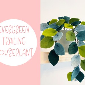K&ouml;nnte beinhalten: Eine Filz-Zimmerpflanze mit herabh&auml;ngenden gr&uuml;nen und blauen Bl&auml;ttern in einem wei&szlig;en Topf. Der Text "EVERGREEN TRAILING HOUSEPLANT" befindet sich auf einem rosa Hintergrund.