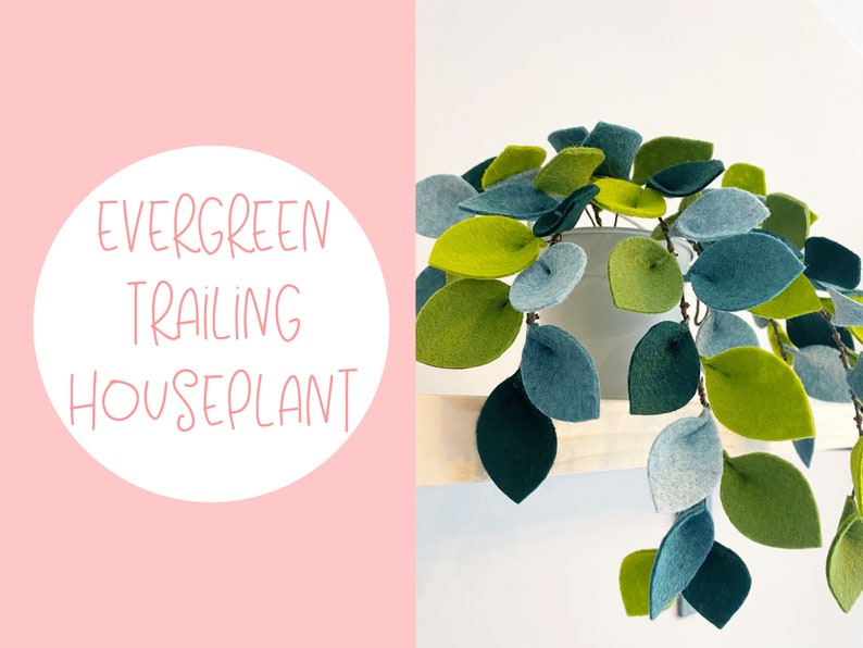 K&ouml;nnte beinhalten: Eine Filz-Zimmerpflanze mit herabh&auml;ngenden gr&uuml;nen und blauen Bl&auml;ttern in einem wei&szlig;en Topf. Der Text "EVERGREEN TRAILING HOUSEPLANT" befindet sich auf einem rosa Hintergrund.