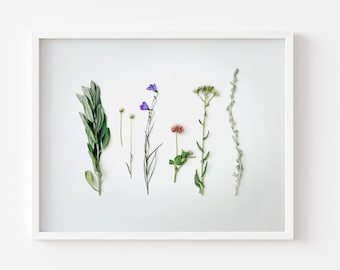 Colorado Wildflower Photography Print - Foraged Wildflower and Herbs Print - Minimalist Flat Lay - Floral Print on White Background